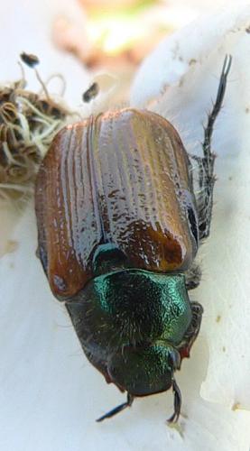 Réf. 10 296 : Phyllopertha horticola