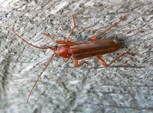 Réf. 10 321 : Phymatodes testaceus