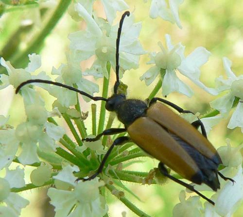 Réf. 10 477 : Stictoleptura fulva