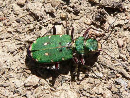 Cicindela campestris