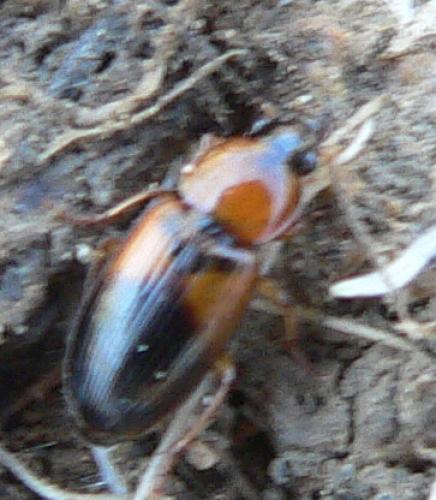 Stenolophus teutonus