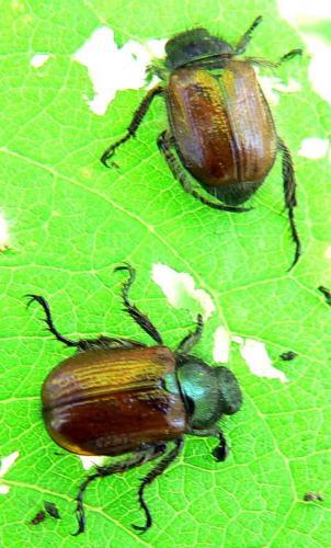Réf. 10 297 : Phyllopertha horticola