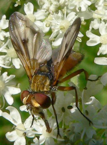 Ectophasia crassipennis
