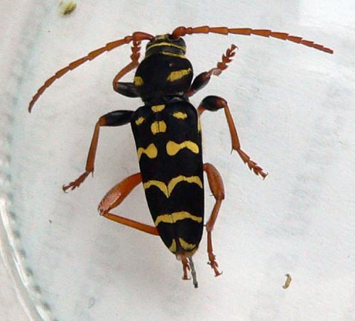 Plagionotus arcuatus