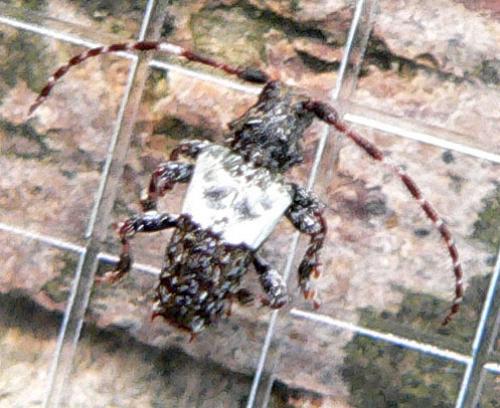 Réf. 10 552 : Pogonocherus hispidulus
