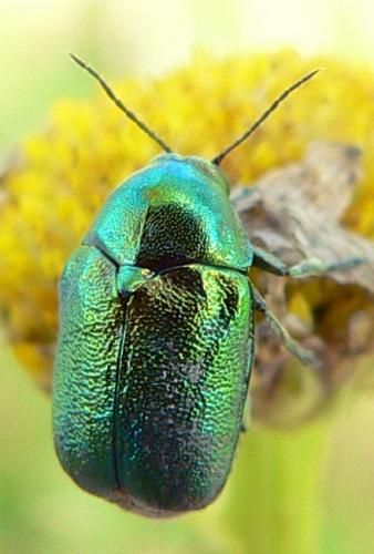 Cryptocephalus sp.