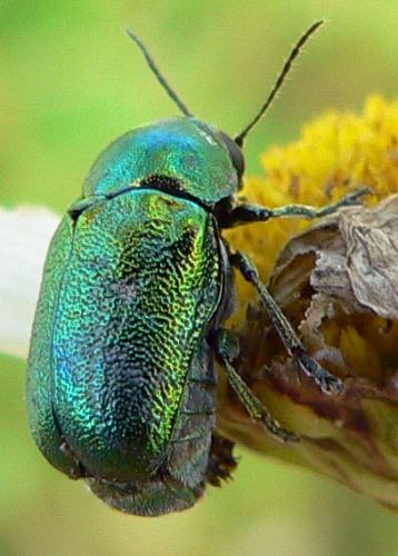 Cryptocephalus sp.