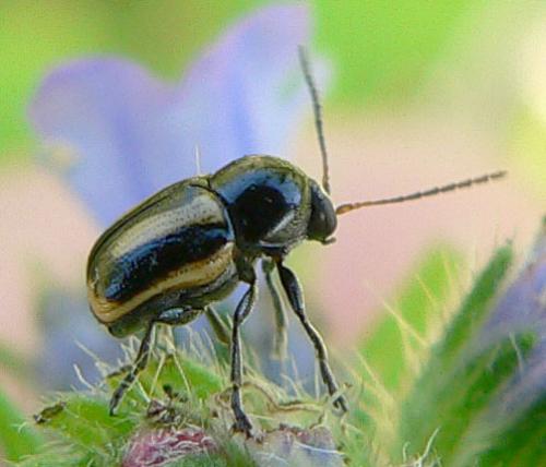 Cryptocephalus vittatus