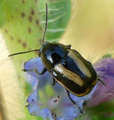 Cryptocephalus vittatus