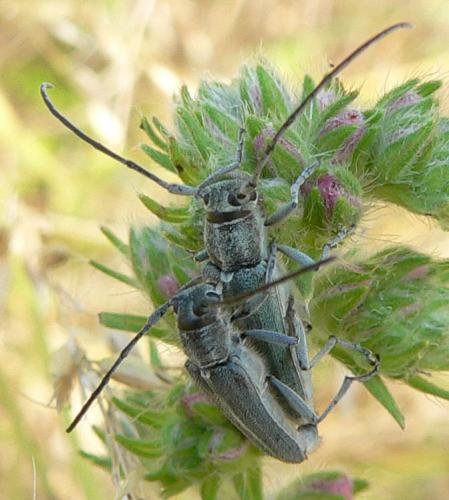Réf. 10 621 : Opsilia coerulescens