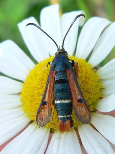 Réf. 10 694 : Pyropteron chrysidiformis