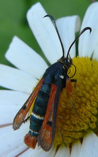 Réf. 10 695 : Pyropteron chrysidiformis