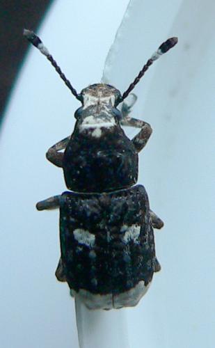 Réf. 10 639 : Platystomos albinus