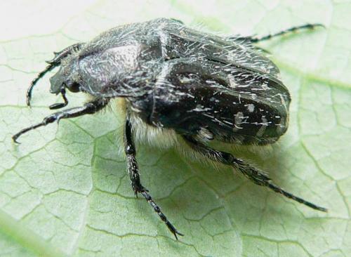 Oxythyrea funesta