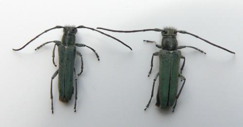 Opsilia coerulescens