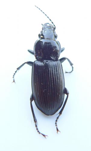 Pterostichus melanarius