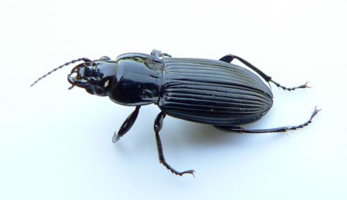Pterostichus melanarius