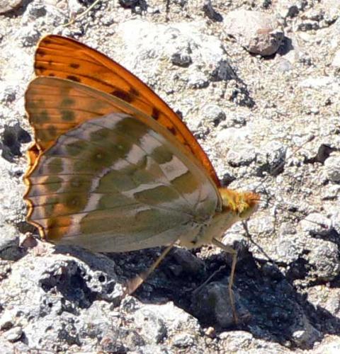 Réf. 10 979 : Argynnis paphia