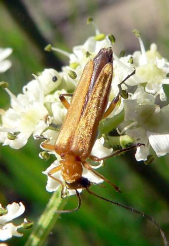 Oedemera podagrariae