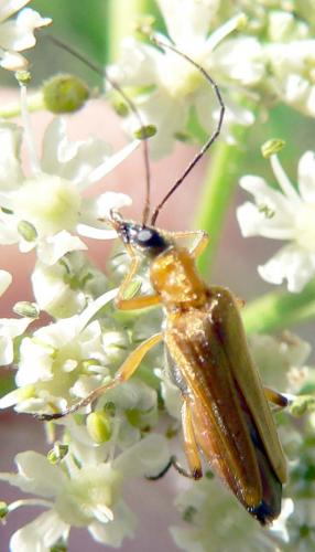Oedemera podagrariae