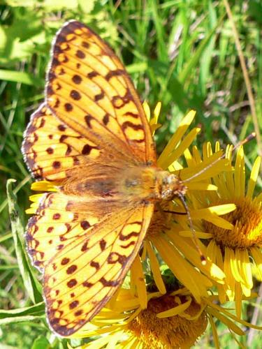 Argynnis aglaja