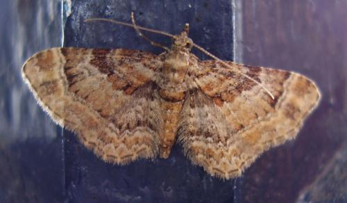 Gymnoscelis rufifasciata
