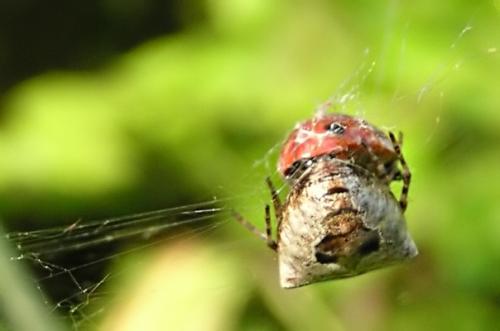 Gibbaranea sp.