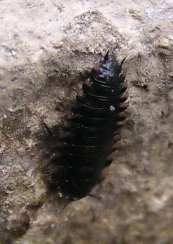 Réf. 10 623 : Oiceoptoma thoracicum
