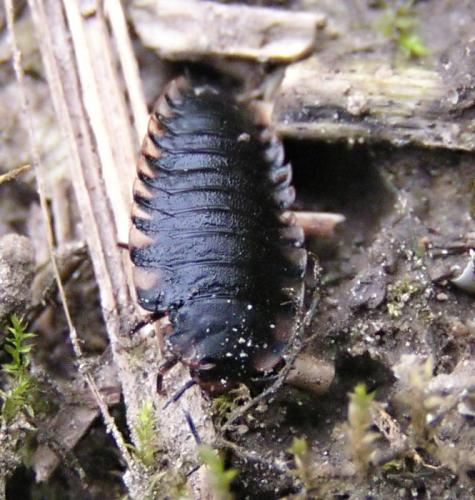 Réf. 10 625 : Oiceoptoma thoracicum
