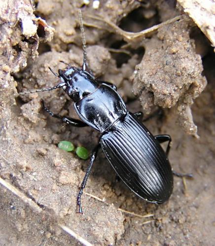 Réf. 10 627 : Pterostichus melanarius