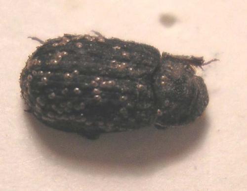 Trox scaber