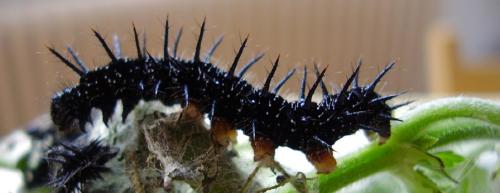 Aglais io