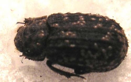 Trox scaber