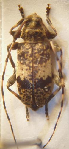 Réf. 10 524 : Leiopus sp.