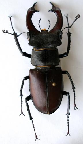 Lucanus cervus