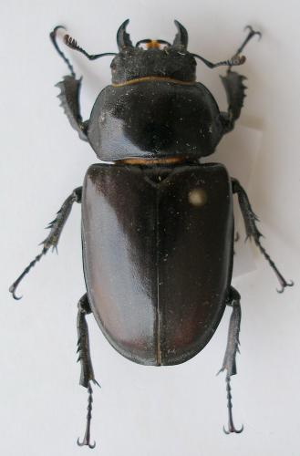 Lucanus cervus