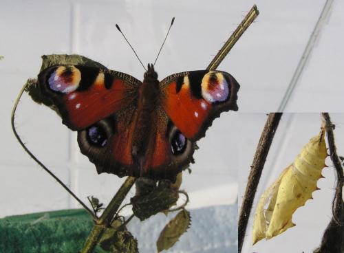 Aglais io