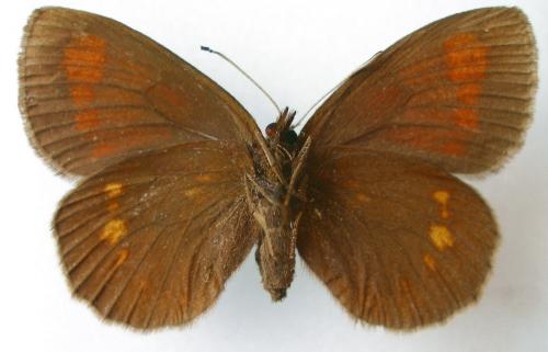 Erebia manto