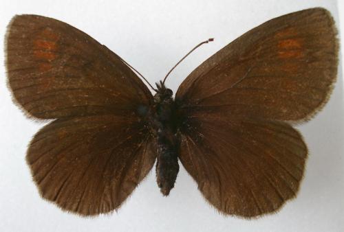 Erebia manto