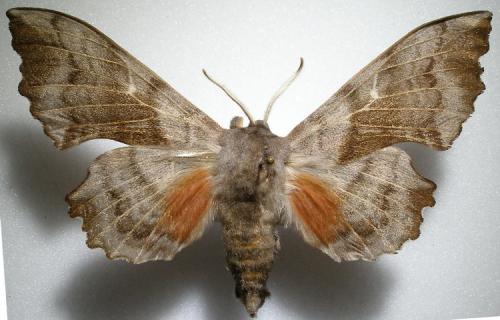 Laothoe populi