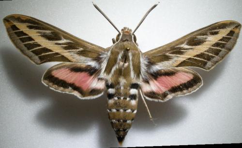 Hyles livornica