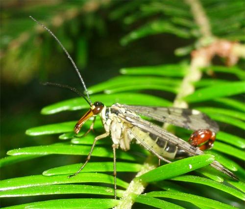 Panorpa communis