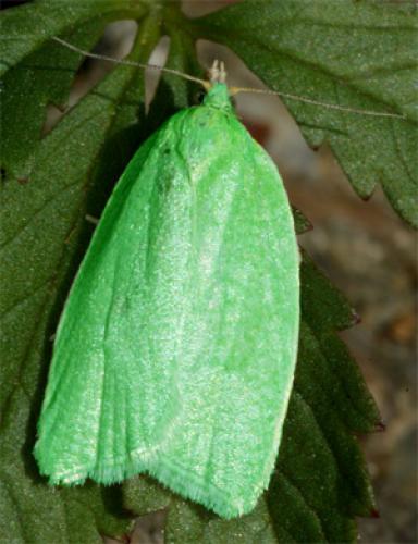 Réf. 10 017 : Tortrix viridana