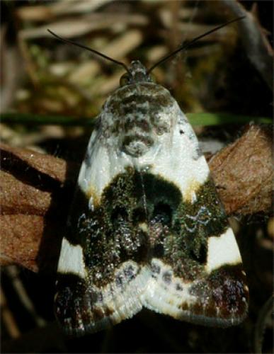 Réf. 10 018 : Acontia lucida