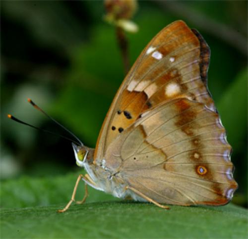 Apatura ilia