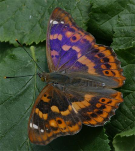 Apatura ilia