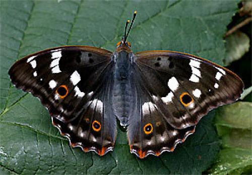Apatura ilia
