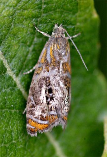 Olethreutes arcuella