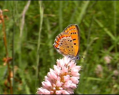 Lycaena helle