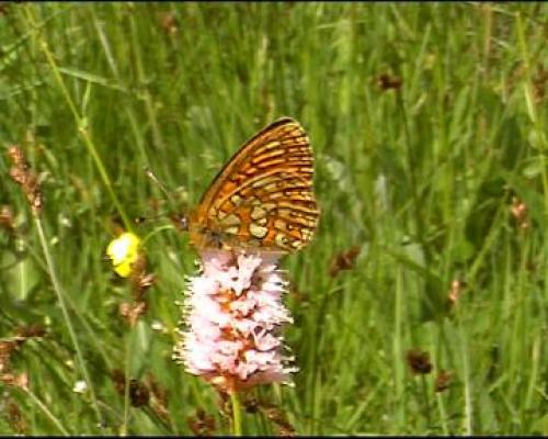 Boloria eunomia